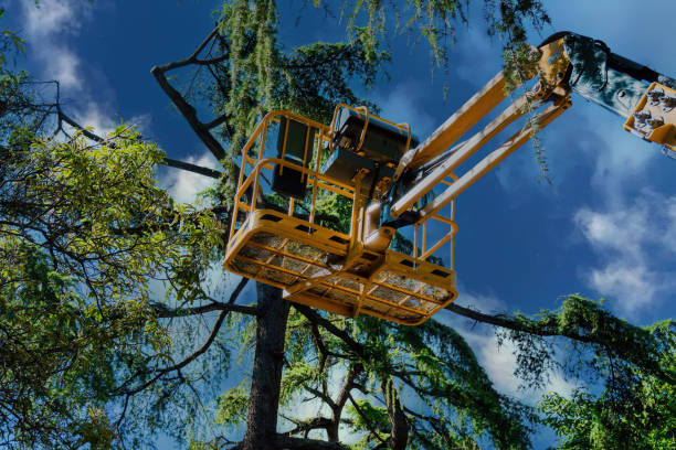 Reliable Bainbridge, PA Tree Removal and Landscaping Services Solutions